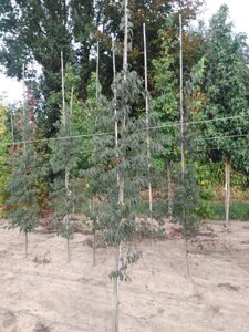 Celtis australis 6-8 cm BR feathered