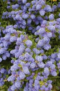 Ceanothus 'Blue Diamond' 30-40 cm cont. 3,0L