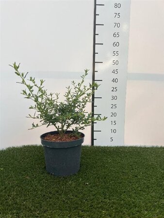 Ceanothus 'Blue Diamond' 30-40 cm cont. 3,0L - afbeelding 4