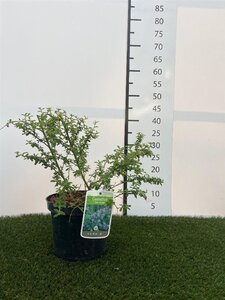 Ceanothus 'Blue Mound' 30-40 cm cont. 3,0L - afbeelding 2