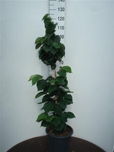 Cercis chinensis 'Avondale' 100-125 cm cont. 15L