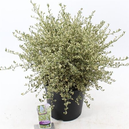 Ceanothus Cool Blue 40-50 cm cont. 10L - afbeelding 2