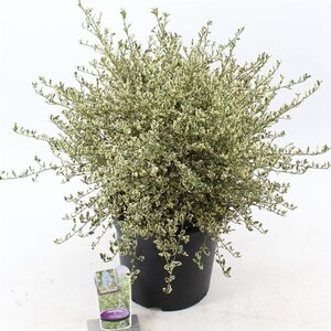 Ceanothus Cool Blue 40-50 cm cont. 10L - afbeelding 2