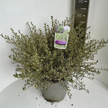 Ceanothus Cool Blue 40-50 cm cont. 10L - afbeelding 3
