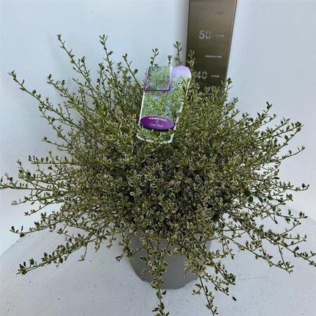 Ceanothus Cool Blue 40-50 cm cont. 10L - afbeelding 4