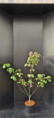 Cercis can. 'Forest Pansy' 100-125 cm cont. 10L - afbeelding 3