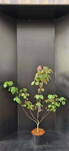 Cercis can. 'Forest Pansy' 100-125 cm cont. 10L - afbeelding 3