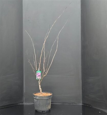 Cercis can. 'Forest Pansy' 100-125 cm cont. 10L - afbeelding 4