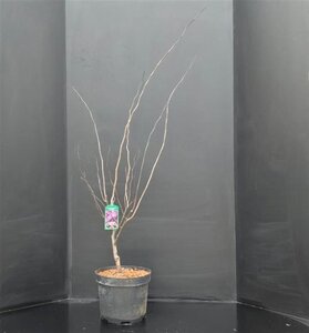 Cercis can. 'Forest Pansy' 100-125 cm cont. 10L - afbeelding 4