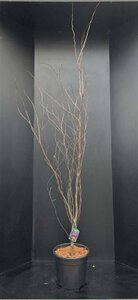 Cercis can. 'Forest Pansy' 175-200 cm met kluit - afbeelding 2