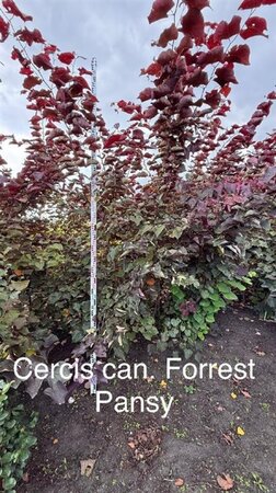 Cercis can. 'Forest Pansy' 200-225 cm met kluit