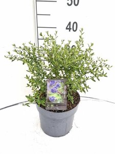 Ceanothus 'Concha' 30-40 cm cont. 3,0L - afbeelding 4