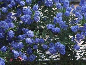 Ceanothus 'Concha' 30-40 cm cont. 3,0L