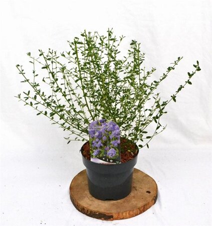 Ceanothus 'Concha' 30-40 cm cont. 3,0L - afbeelding 5