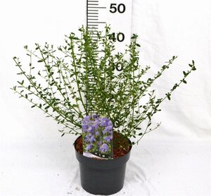Ceanothus 'Concha' 30-40 cm cont. 3,0L - afbeelding 6