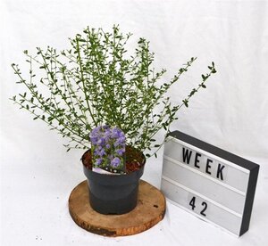 Ceanothus 'Concha' 30-40 cm cont. 3,0L - afbeelding 7