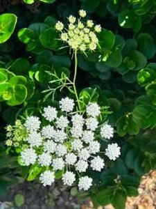 Cenolophium denudatum geen maat specificatie 0,55L/P9cm