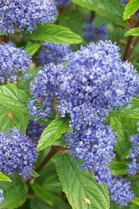 Ceanothus del. 'Henri Défossé' geen maat specificatie cont. 3,0L