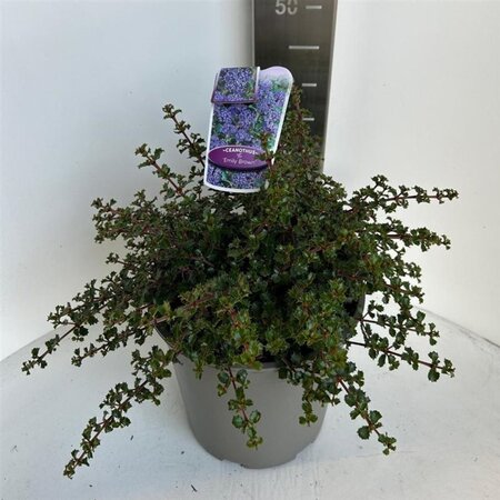 Ceanothus 'Emily Brown' 40-50 cm cont. 10L - afbeelding 1