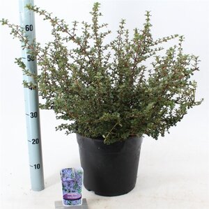 Ceanothus 'Emily Brown' 40-50 cm cont. 10L - afbeelding 2