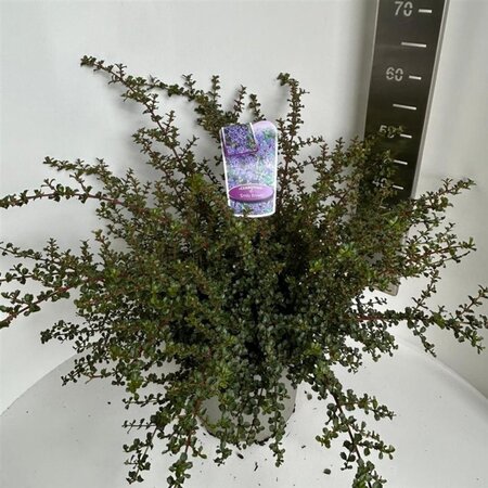 Ceanothus 'Emily Brown' 40-50 cm cont. 10L - afbeelding 4