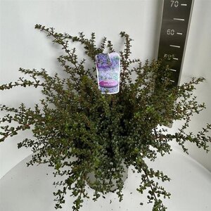 Ceanothus 'Emily Brown' 40-50 cm cont. 10L - afbeelding 4