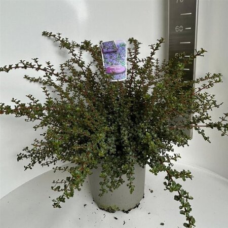 Ceanothus 'Emily Brown' 40-50 cm cont. 10L - afbeelding 5