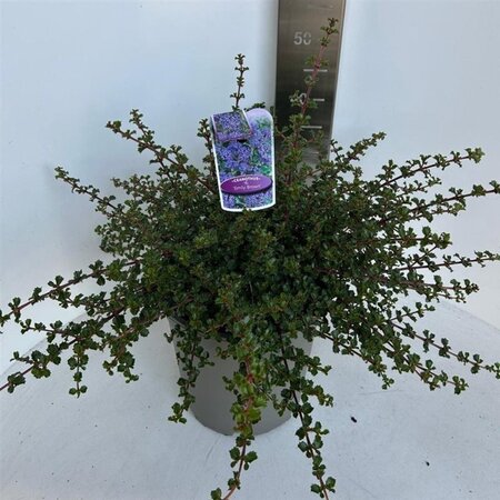 Ceanothus 'Emily Brown' 40-50 cm cont. 10L - afbeelding 3