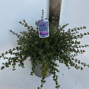 Ceanothus 'Emily Brown' 40-50 cm cont. 10L - afbeelding 3