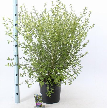 Ceanothus thyr. ' El Dorado' 40-50 cm cont. 10L - afbeelding 4