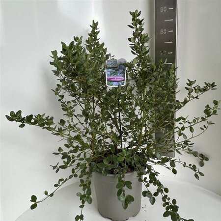 Ceanothus griseus 'Yankee Point' 40-50 cm cont. 10L - afbeelding 4