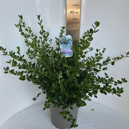 Ceanothus griseus 'Yankee Point' 40-50 cm cont. 10L - afbeelding 1