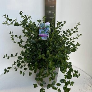 Ceanothus griseus 'Yankee Point' 40-50 cm cont. 10L - afbeelding 2