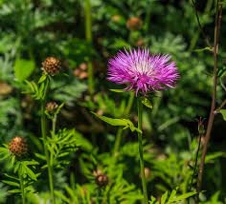 Centaurea hypoleuca 'John Coutts' geen maat specificatie 0,55L/P9cm