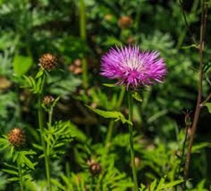 Centaurea hypoleuca 'John Coutts' geen maat specificatie 0,55L/P9cm