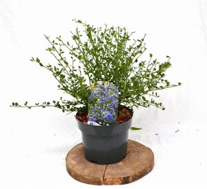 Ceanothus impressus 'Victoria'= 'Skylark' 30-40 cm cont. 3,0L - afbeelding 5