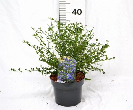 Ceanothus impressus 'Victoria'= 'Skylark' 30-40 cm cont. 3,0L - afbeelding 6