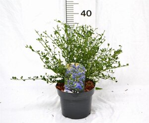 Ceanothus impressus 'Victoria'= 'Skylark' 30-40 cm cont. 3,0L - afbeelding 6