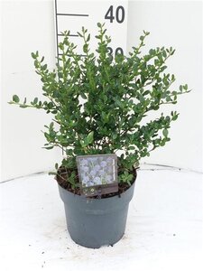 Ceanothus impressus 'Victoria'= 'Skylark' 30-40 cm cont. 3,0L - afbeelding 4