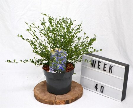 Ceanothus impressus 'Victoria'= 'Skylark' 30-40 cm cont. 3,0L - afbeelding 7