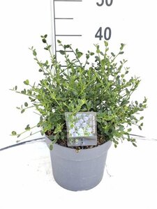 Ceanothus impressus 'Victoria'= 'Skylark' 30-40 cm cont. 3,0L - afbeelding 3