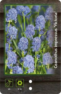 Ceanothus impressus 'Victoria'= 'Skylark' 30-40 cm cont. 3,0L - afbeelding 4