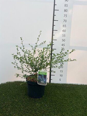 Ceanothus impressus 'Victoria'= 'Skylark' 40-50 cm cont. 3,0L