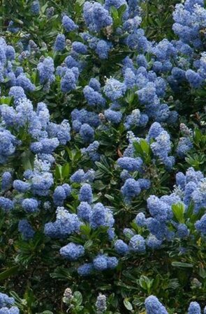Ceanothus impressus 'Victoria'= 'Skylark' geen maat specificatie cont. 3,0L