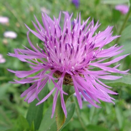 Centaurea jacea geen maat specificatie 0,55L/P9cm - afbeelding 2