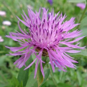 Centaurea jacea geen maat specificatie 0,55L/P9cm - afbeelding 2