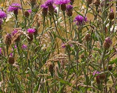 Centaurea jacea geen maat specificatie 0,55L/P9cm