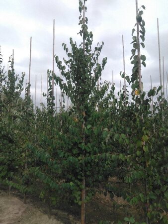 Cercidiphyllum japonicum 10-12 cm met kluit geveerd - afbeelding 2