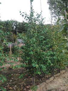 Cercidiphyllum japonicum 10-12 cm met kluit geveerd - afbeelding 3