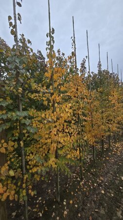 Cercidiphyllum japonicum 10-12 cm met kluit geveerd - afbeelding 1